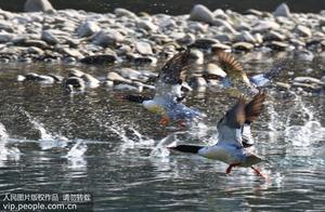 Giant Pandas ‘Chinese Autumn Teal’ Spotted in Zhejiang Yongjia Waters