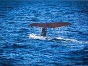 First Whale Fall Discovery in the South China Sea: A Romantic and Tragic Death