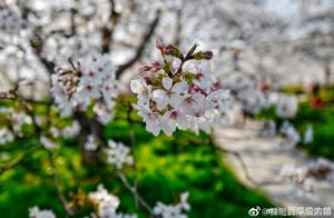 The Cherry Blossoms in Wuhan Are So Beautiful