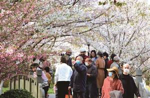 Enjoying Cherry Blossoms and Qingming (Spring Walk)