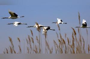 Returning to Crane Village to See Cranes