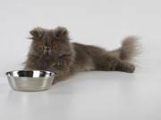 Your cat needs its own space – do you know?
