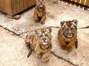 Animal World After Closure | See Cute Animals Without Leaving Home!