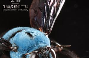 Beetles - Blue-Chested Wood Bee: A Fashion Icon Among Advanced Blues