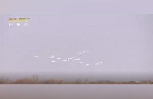 The Migrant Birds Have Returned, Spring Has Arrived