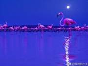 An Unprecedented 'Dark World,' A New Perspective on the Animal Kingdom – 'Earth at Night'
