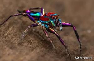 There is a Colorful Spider in Australia, a Miniature Creature Approximately 5mm Long, Serving as a Cute Mascot of the Spider World