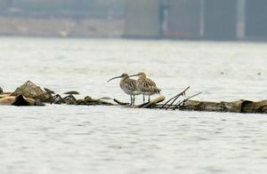 Look! A 'New Friend' Has Arrived in Ningxiang, But You Won't Be Able to Pronounce Its Name...