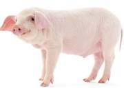 Why Don't Pigs Get Diabetes Despite Eating and Sleeping?