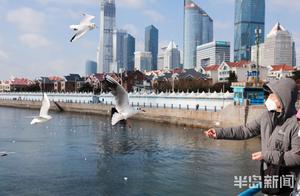 Swerving Gulls