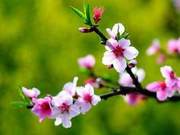 Spring Lament (A Supplement)
