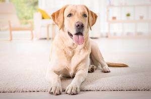 High IQ Labrador Retrievers: How to Train Them?