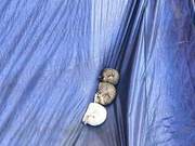 Woman Opens Window, Sees Three Kittens Huddled Together: 'Is This the Conch Cat Mother?'