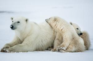 Will Orcas Overtake Polar Bears as the Dominant Species in the Arctic? Will Orcas Begin Hunting Polar Bears?