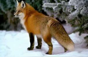 Since Foxes and Dogs Became Friends, the Phrase ‘Fox and Dog Friends’ Has Overturned My New Understanding