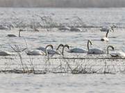 Swans Arrive in the South China Sea Wetlands