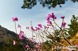 The Giant Spike Rhododendron in Laoshan Blooms Perfectly in Spring, Displaying Its Fragrant Beauty