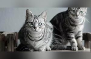 Why Bringing Two Kittens Home is the Best?