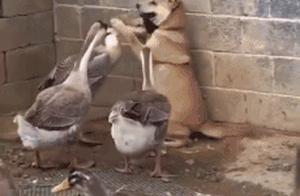 Hilarious GIFs, Making You Laugh to Tears