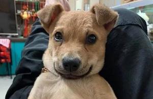 Wandering Yellow Dog Adopted, Picked Up Money Three Times, Owner: Never Trained