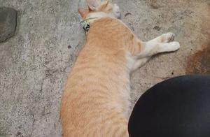 Cat Returns After a Night Out, Found with $10 in its Neck: What Business Was It Doing?