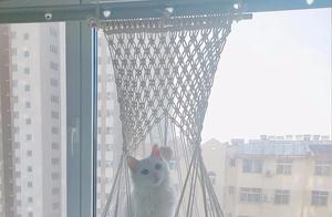 Spoiling Pets to the Extreme! Seeing Pet Owners Make Handmade Gifts for Their Beloved Pets - So Cute!