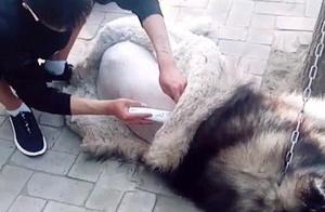 Alaska is Sleeping, Feeling a Chill on Its Back, Opens Its Eyes to Find Its Back Bald