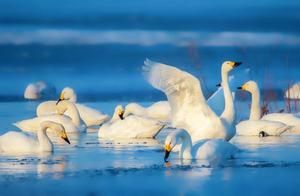 Beautiful Big Birds, Dancing and Fluttering in the Spring
