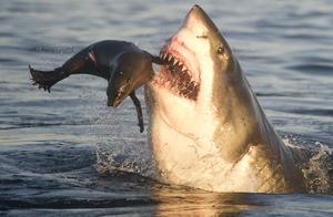 9 Shark Species Have Evolved to Walk and Crawl Out of the Water to Become Top Predators in Shallow Reefs