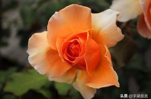 Classic Life Sentences: Full of Meaning, Inspiring Repeated Readings