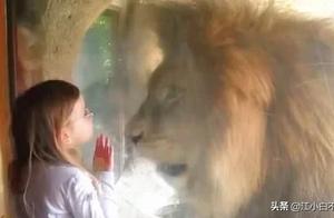 Strange News: Girl Kissed Lion Through Glass, Lion Was Stunned and Panicked, Its Expression Speaks for Itself