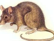 Exploring the Intelligence of Rats