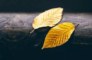 Life is But a Passing Guest, Why Stir Up the Dust