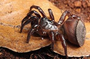 Lithis Disc-bodied Spider – China’s Most Rare Spider, Also Known as ‘Spider Round Seal’