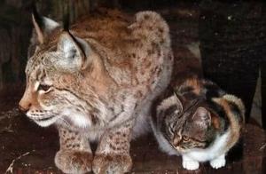 Zookeeper Fed Lynx, Discovered Another – Declared ‘No Defect’ After Recognizing It as a Cat