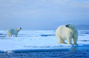 Polar Bears' Homes Are Shrinking, Rising Temperatures, and Reduced Sea Ice Force Bears onto Land
