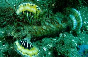 Water-Absorbing Sea Fish (103) - Lionfish (6): Double-Finned Ghost Lionfish (Highly Toxic, Ambon)