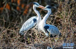 Poyang Lake Region Welcomes Summer Migratory Birds