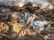 Chaohai Mountain Border Management Detachment Successfully Rescues a Grade II National Protected Animal, the Eagle Owl
