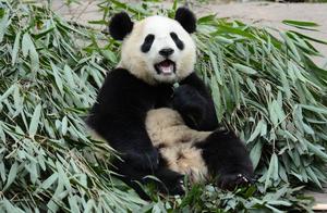 Have you ever seen pigs eating bamboo?