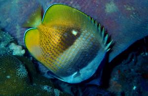 Water-Kissed Sea Fish (8) - Butterflyfish (4): Golden Mabu (An)