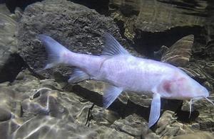 A Giant Blind Fish Appears in Meghalaya, India – It Will Refresh Your Cognition