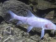 This giant blindfish is 30 centimeters long and was unexpectedly discovered in India's Meghalaya.