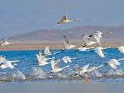 Spectacular 'Swan Lake' Scene Emerges in Heilongjiang as Over 200 Swans Dance