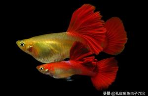 What to Do When Peacock Fish Have Difficult Births? Remember to Focus on These Two Points.