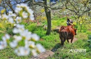 A Thousand Trees, Ten Thousand Trees of Pear Blossom Blooming