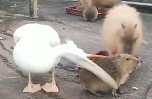 The Pelican Wanted to Eat the Capybara Even After Changing 5 Body Parts
