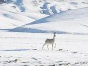 The Deer Who Refuses to Look Back