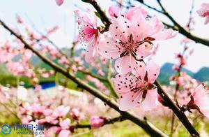 Wujiaping, Chongqing: Thousands of Acres of Peach Blossoms in Bloom