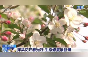 Handan, Hebei: Camellias Bloom, Spring Brings Good Prospects; Ecological Restoration Adds New Scenery